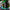 LEGO® Icons Lion Knights' Castle