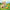 LEGO® Creator 3-in-1 Cute Bunny