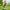 LEGO® Creator 3-in-1 Beautiful Horse