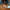 LEGO® Creator 3-in-1 Wild Animals: Majestic Rhino with Birds