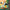 LEGO® Creator 3-in-1 Wild Animals: Tropical Toucan