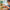 LEGO® Creator 3-in-1 Wild Animals: Tropical Toucan