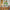 LEGO® Creator 3-in-1 Wild Animals: Majestic Rhino with Birds