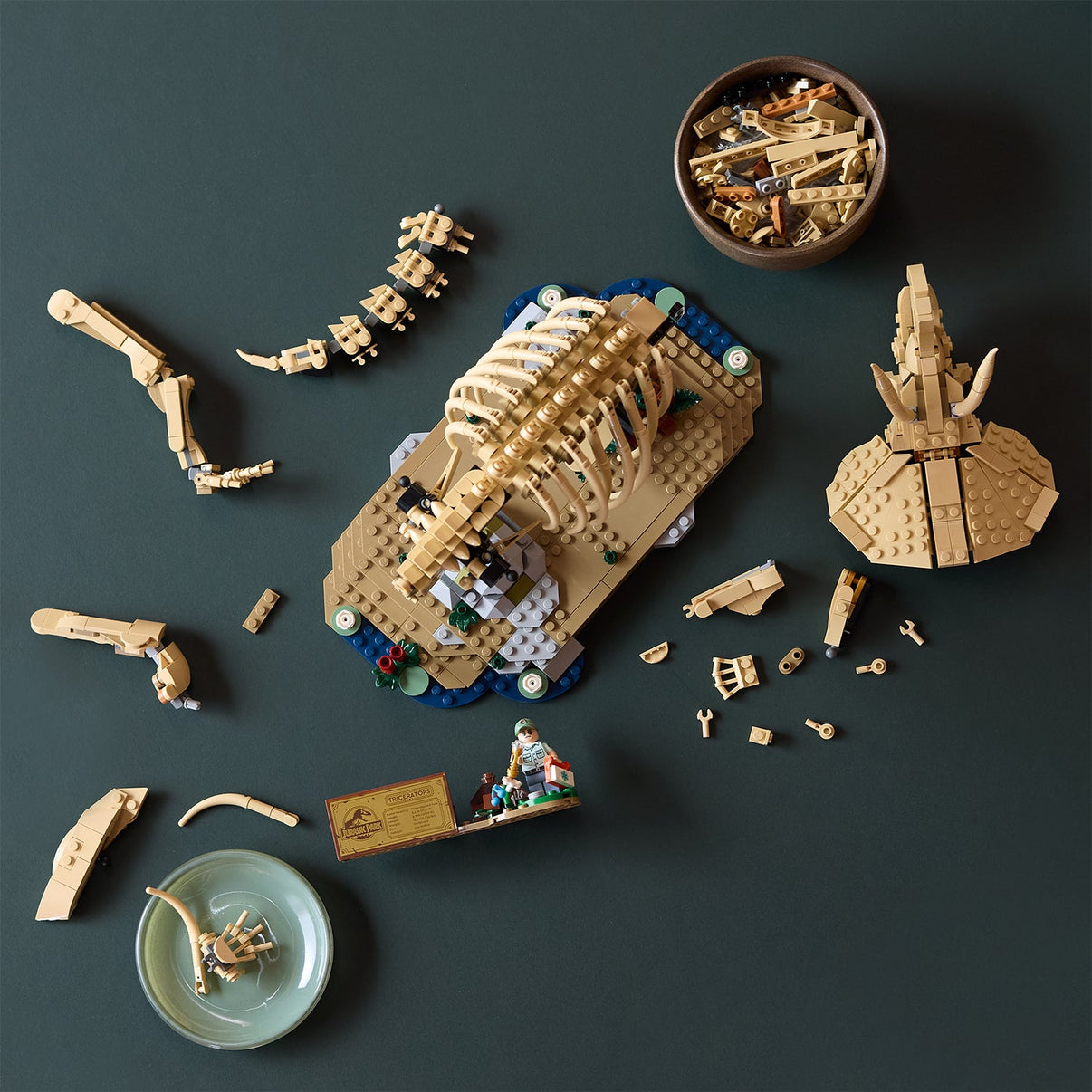 LEGO® Jurassic World Dinosaur Fossils: Triceratops