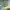 LEGO® Creator 3-in-1 Wild Animals: Tropical Toucan