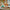 LEGO® Creator 3-in-1 Beautiful Horse