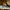LEGO® Animal Crossing™ Blathers’s Museum Collection