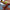 LEGO® Botanicals Magnolia Branches